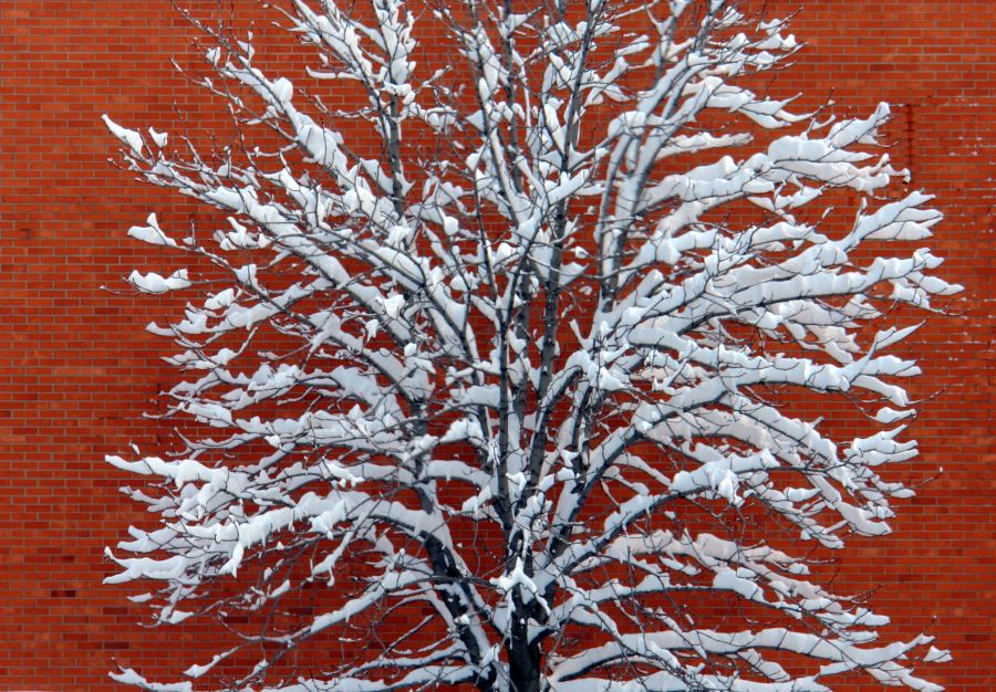 (030 09574) Oh Bleak February - Gordon Baker Road, North York, ON